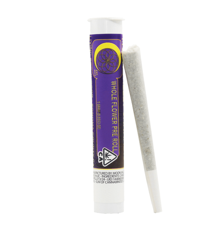 Daze Off WATERMELON Z [1G]