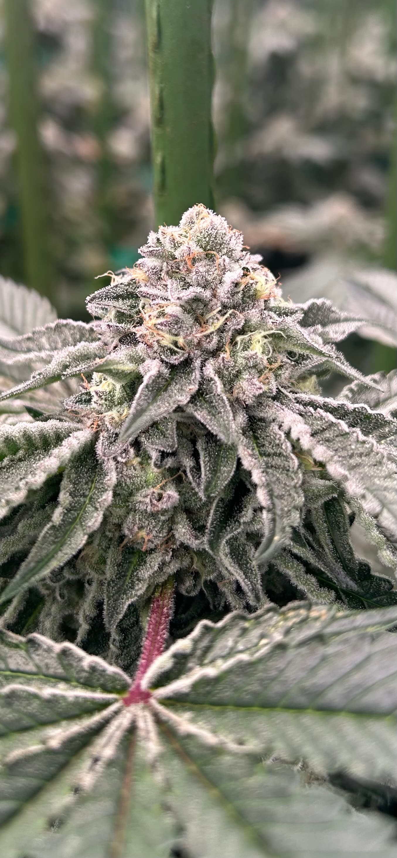 OG Gardens - Gelato 25 x Dosido (27.08%) - 1g