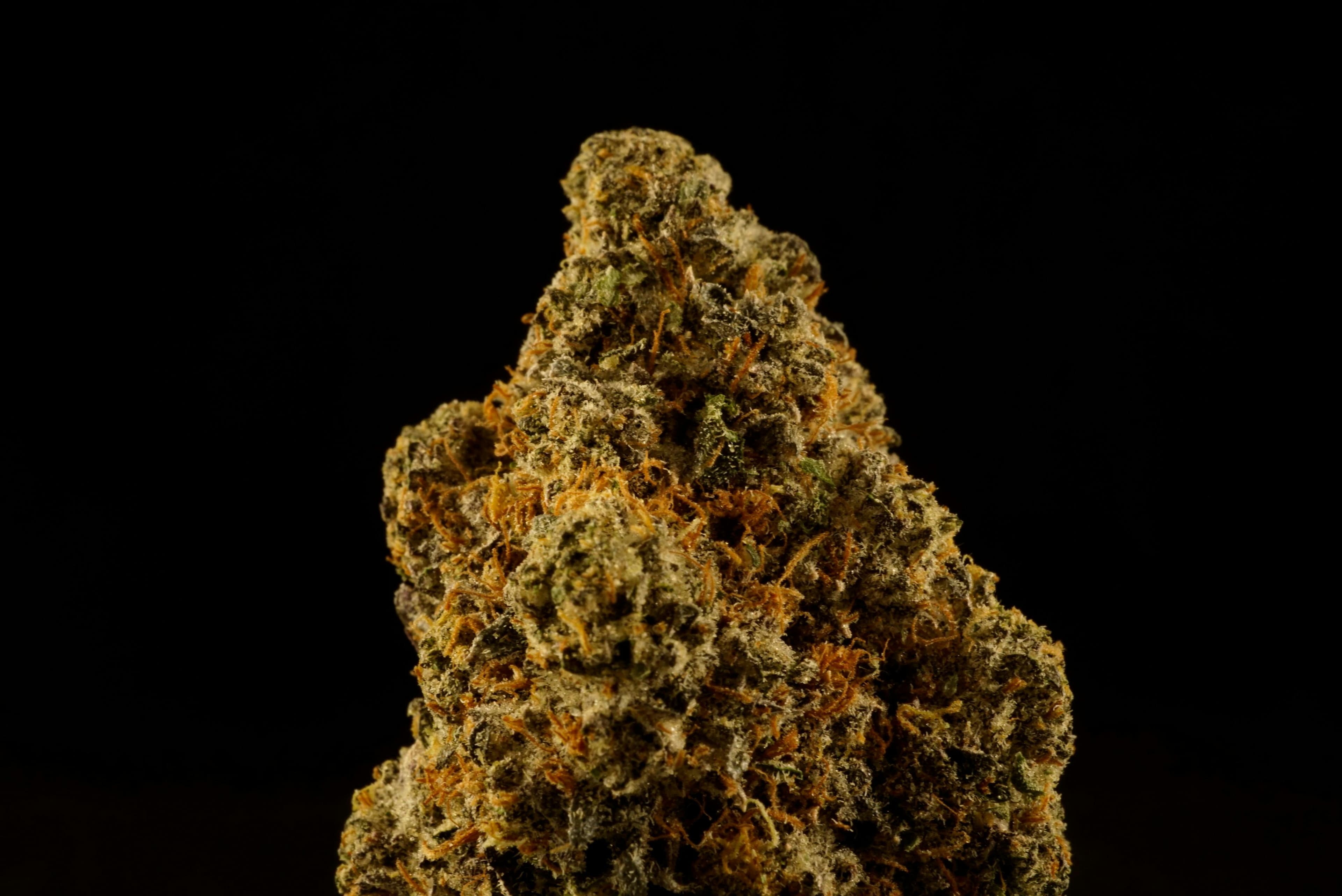 Bonsai Cultivation Blueberry Muffin