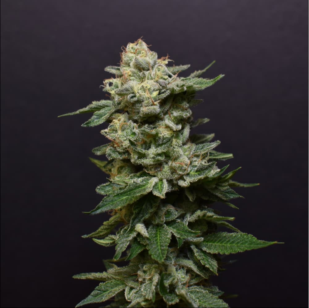 Desert Peaks Bacio Gelato