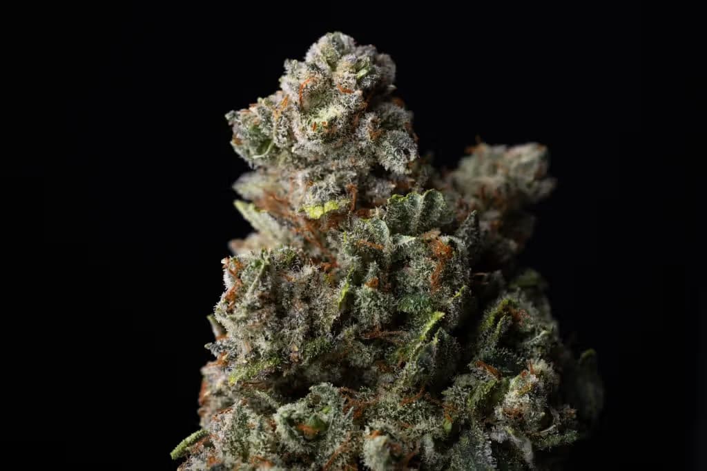 Knucklehead Flower