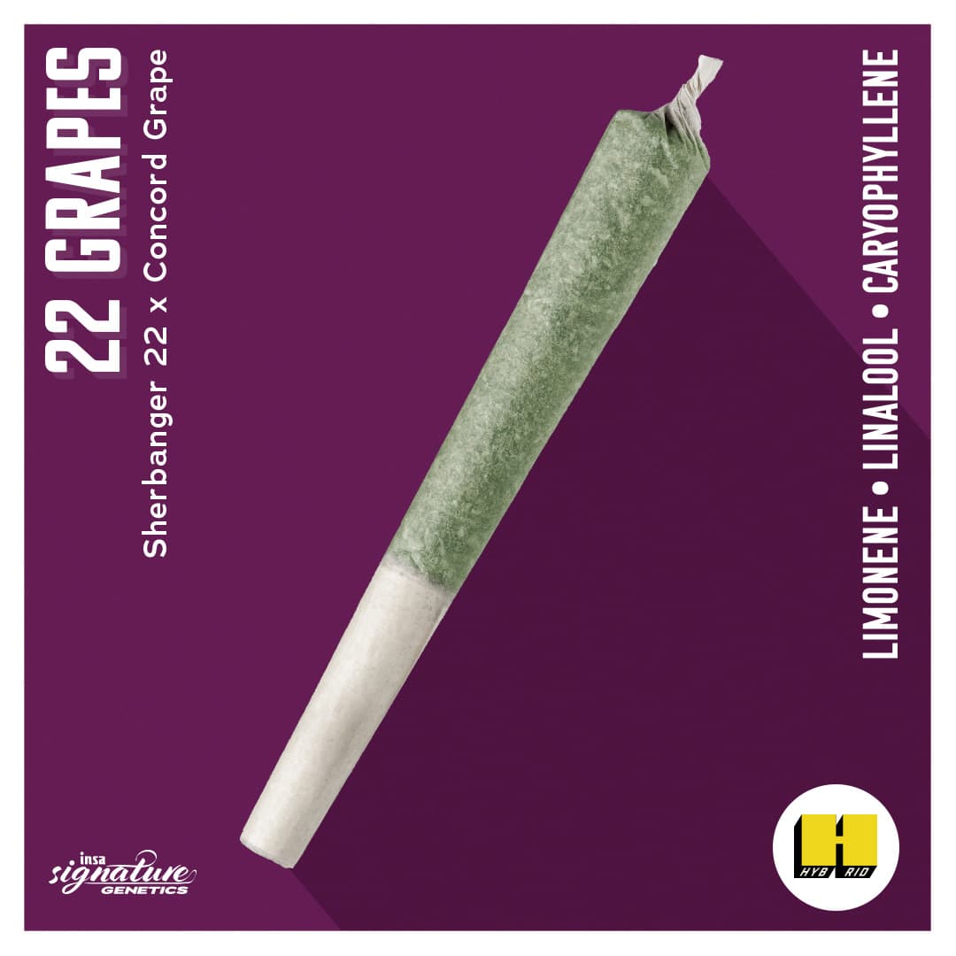 Insa Premium Pre-Roll - 22 Grapes