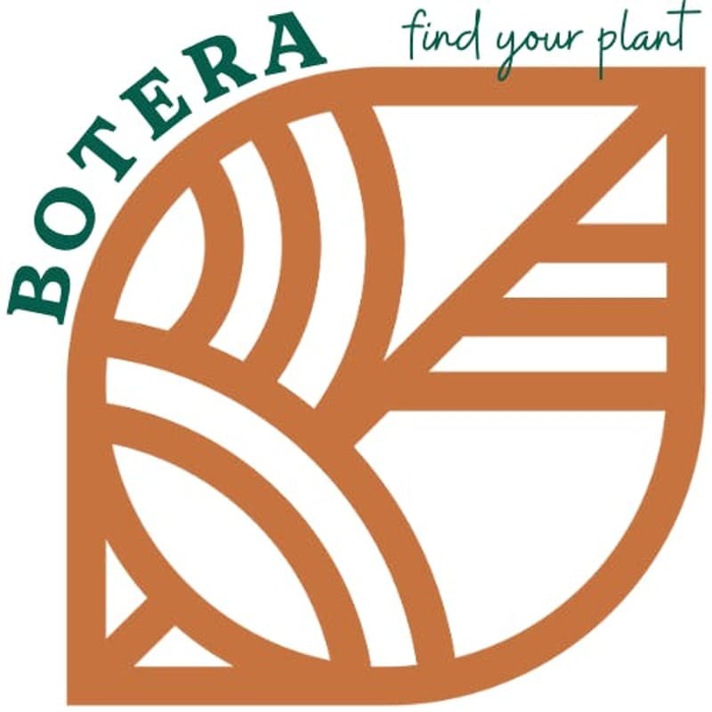 Botera i95 x GMO