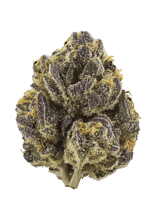 SATTVA