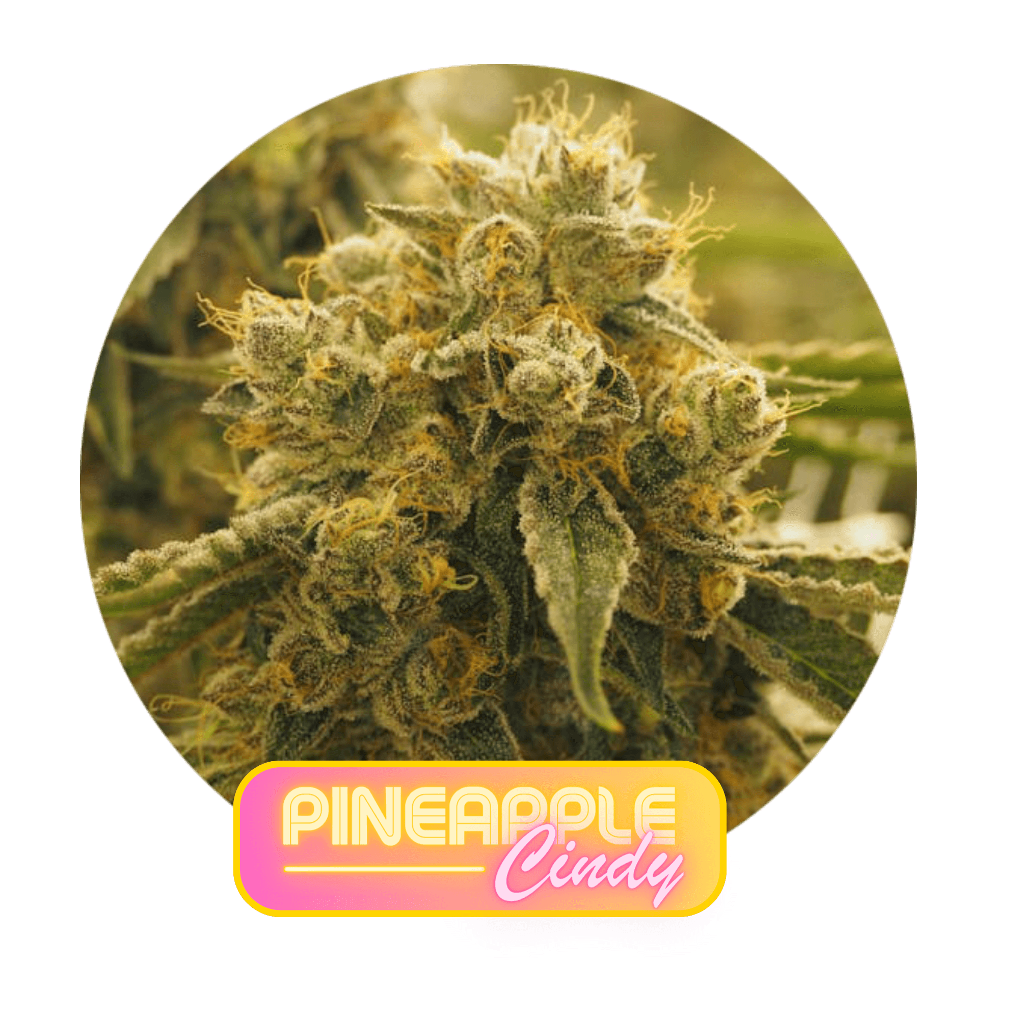 GrowHealthy Pineapple Cindy Flower