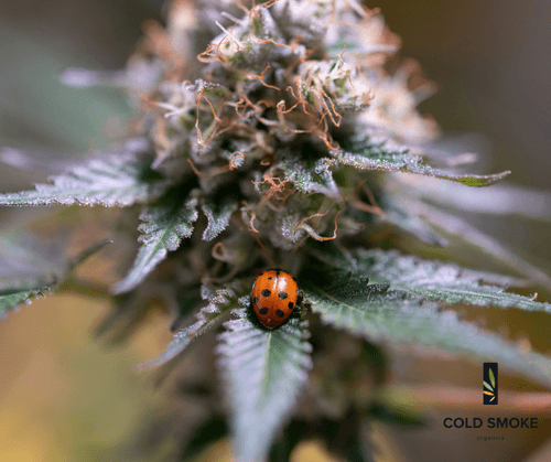 Cold Smoke Organics