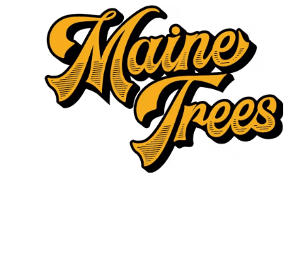 Maine Tree's Pink Lobster Flower | 3.5g