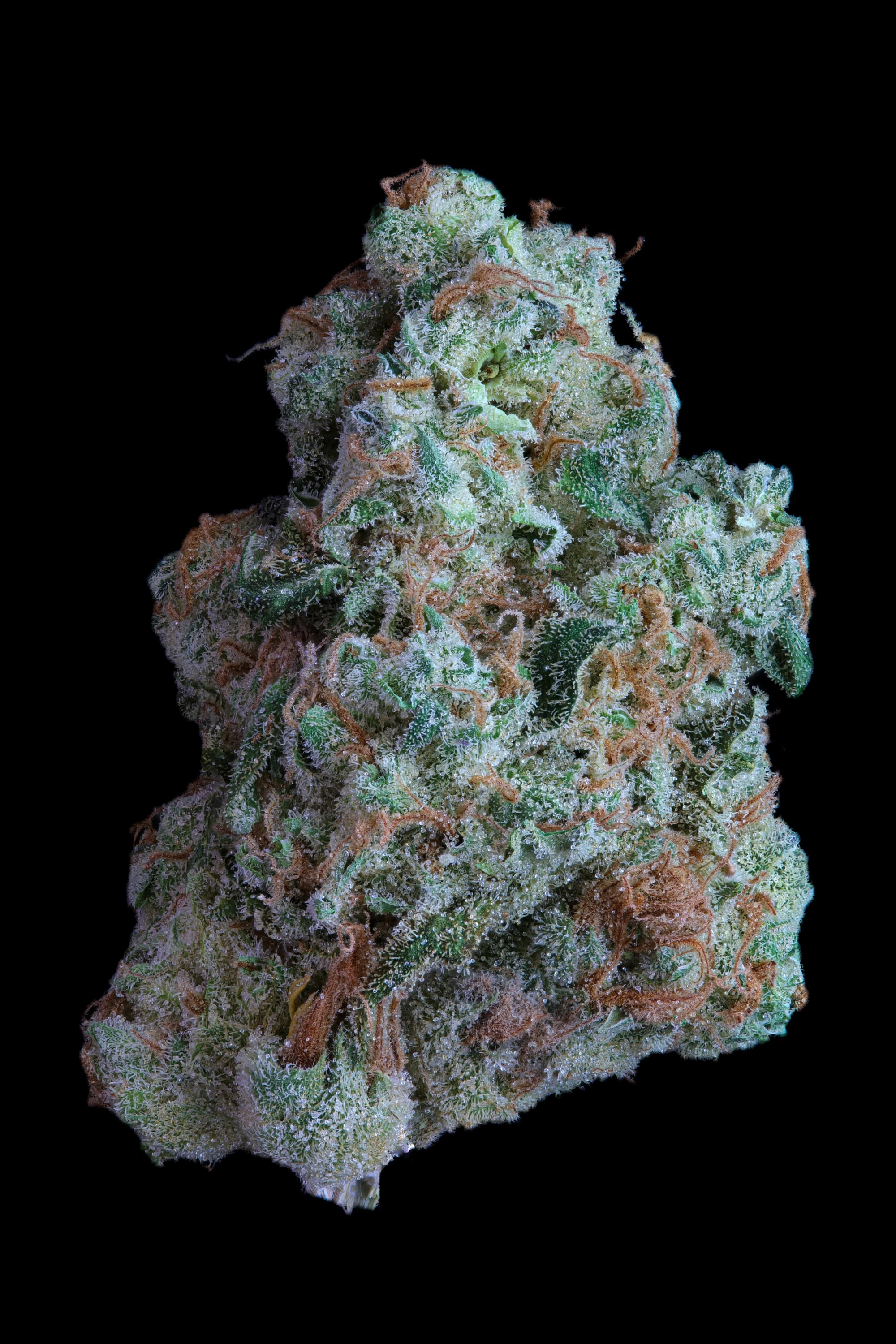 Kaya Cannabis