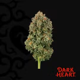 Dark Heart