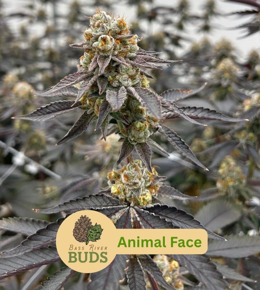 Bass River Buds Animal Face | 3.5g