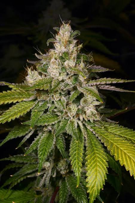 Astro Solar Flare Flower