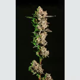 Alchemy Blue Andeze (Small Buds) | 7g