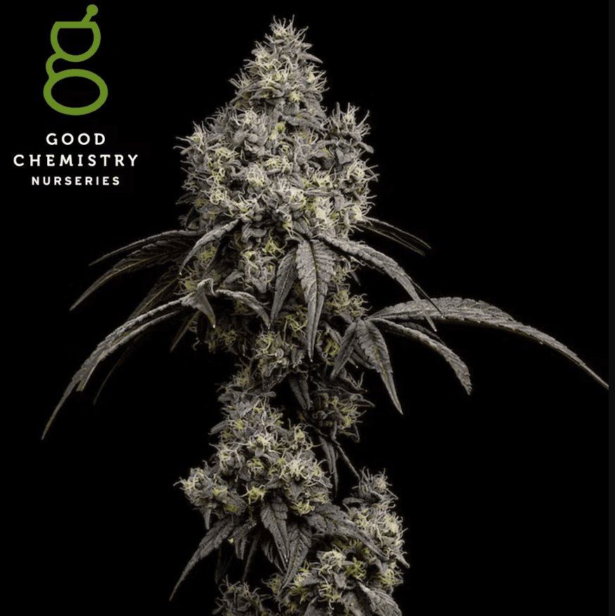Good Chemistry Nurseries Gush Mints Flower | 3.5g - Good Chemistry