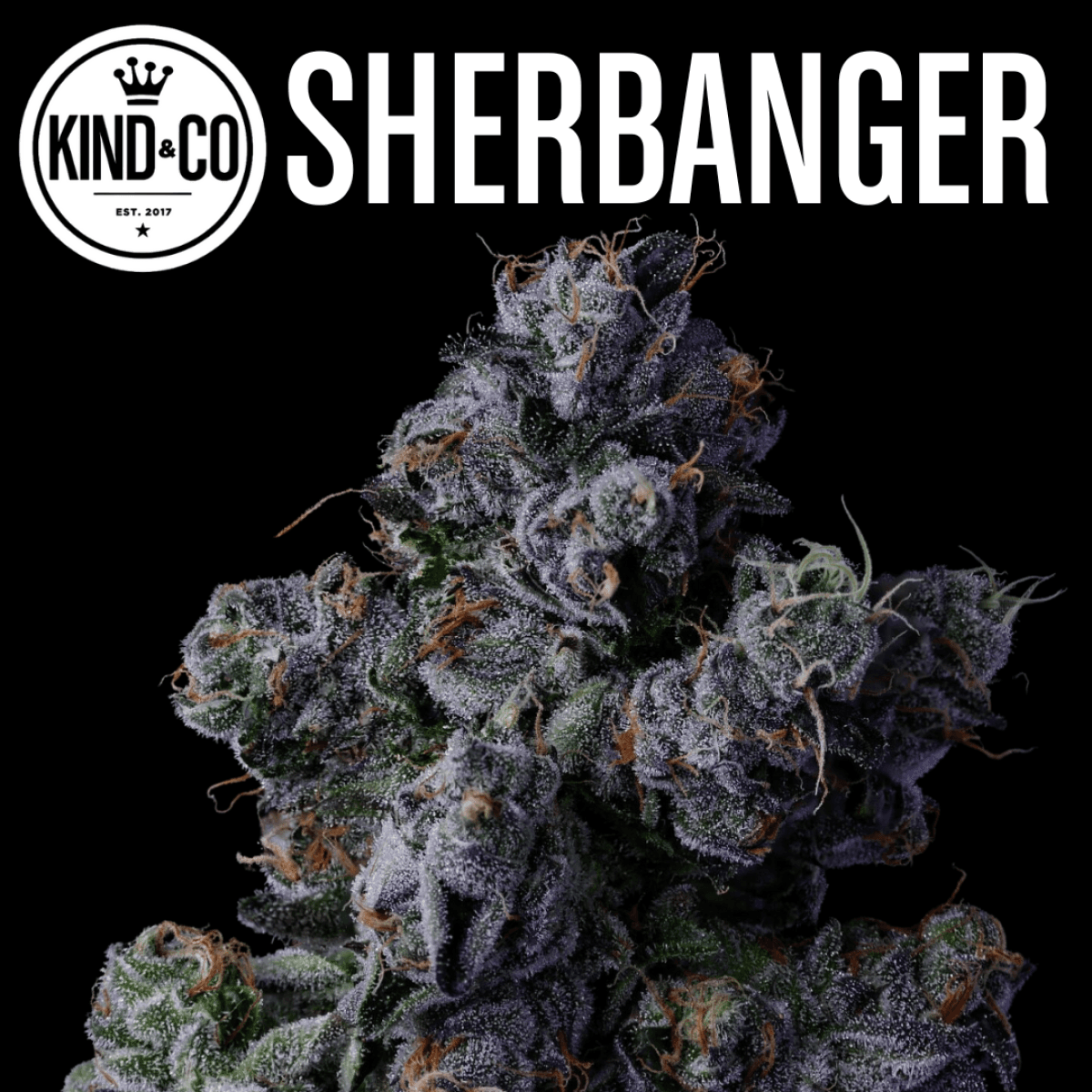 Kind & Co. Kind & Co // Sherbanger