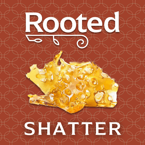 Rooted SHERBET HONEY - INDICA