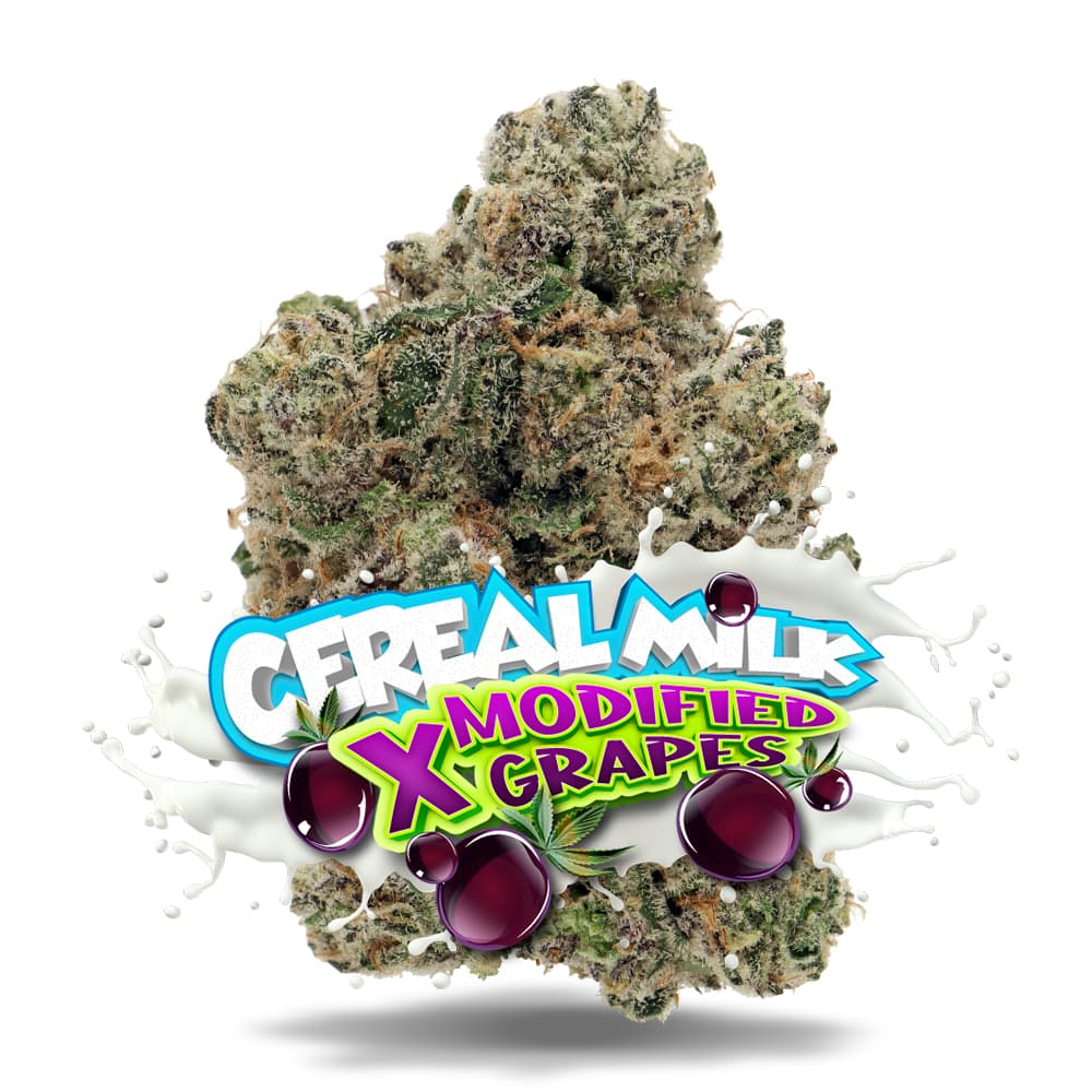 Jungle Boys Cereal Milk x Modified Grapes #4 - Premium Flower