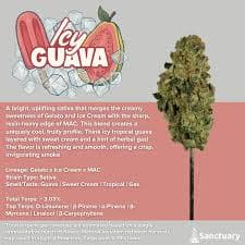 Sanctuary Medicinals Icy Guava | Flower | 3.5g