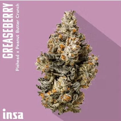 Insa Greaseberry
