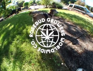 Rose Bud Growers Lemonheadz]RSB