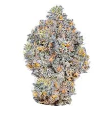 Fresh RS-11 - Flower