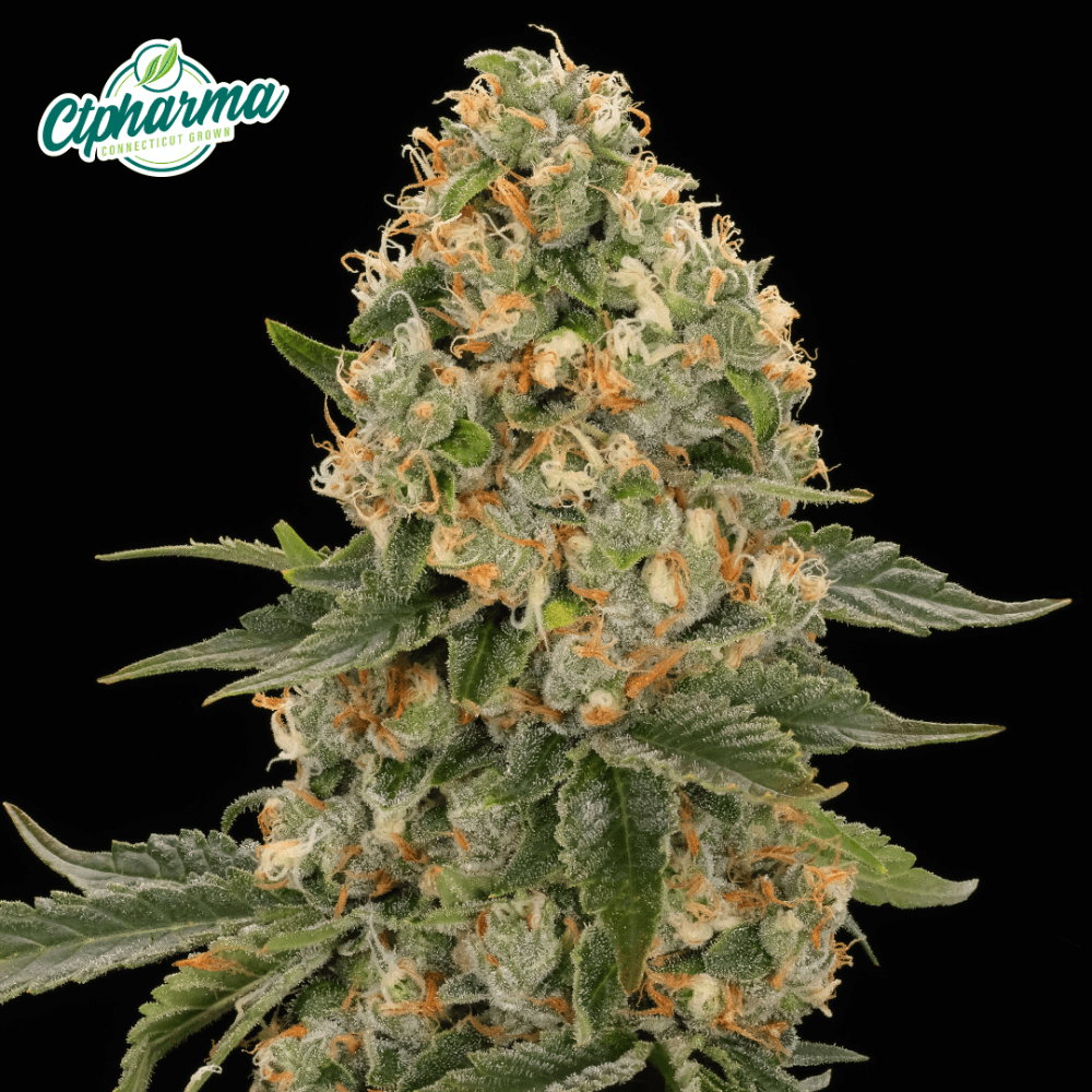CTPharma Scout Breath Flower I 27406