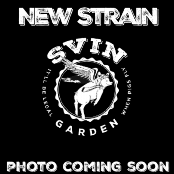 Svin Garden Gardens | Flower | Select Series | Crunch Berries