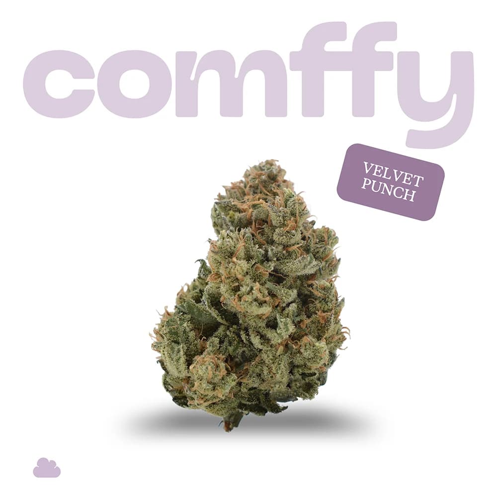 Comffy Velvet Punch (I) Flower