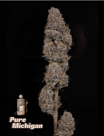 Petrol PURE MICHIGAN - 3.5 G