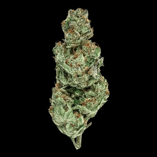 Mr. Zips FLOWER [14G] SPACE ROCKS