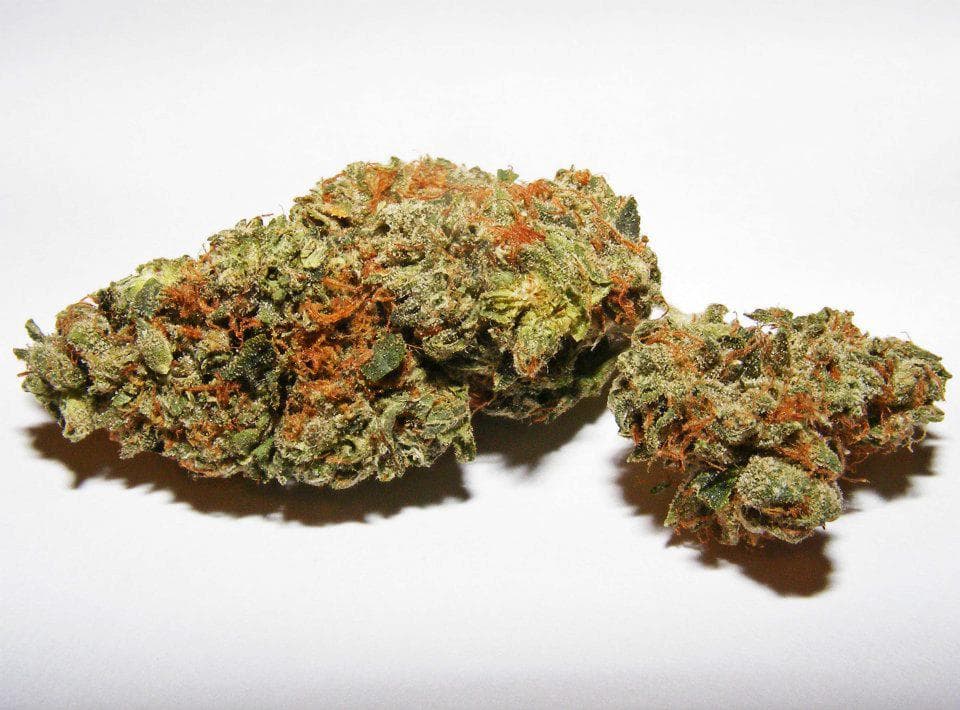 Platinum Shelf Lime Bubbles (H)