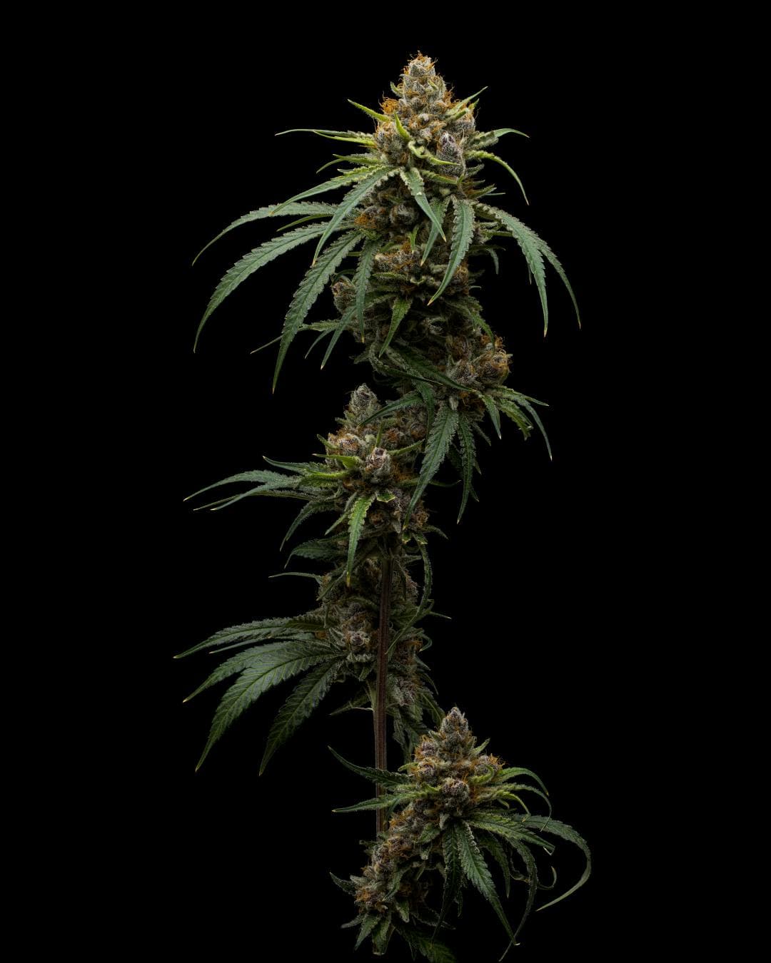 Full Tilt Black Cherry Punch | 3.5g Flower | Full Tilt