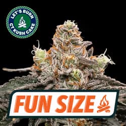 Let's Burn Let's Burn CT Kush Cake 3.5g 0038