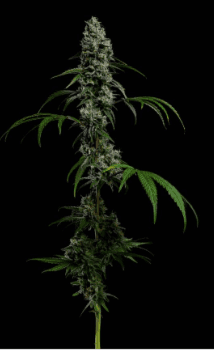 Coast Mountain Cannabis BC Organic Lilac Diesel