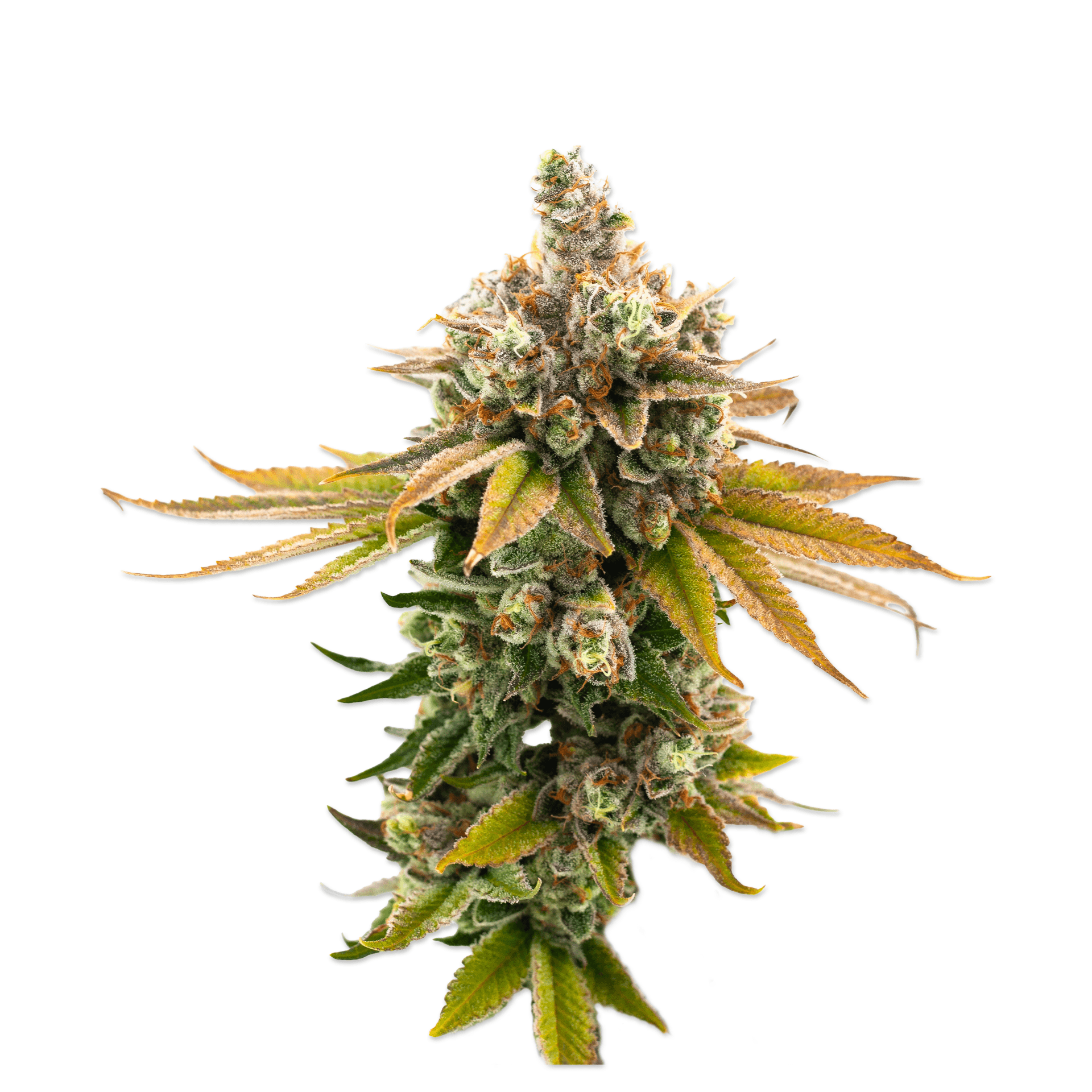Kannabis 1/2oz [14g] - Prism (Kannabis)