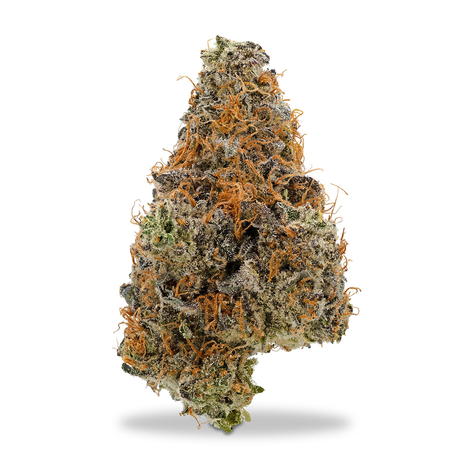 Lofty Purple Afghani Kush