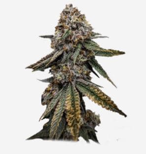 HighMark Provisions Flower