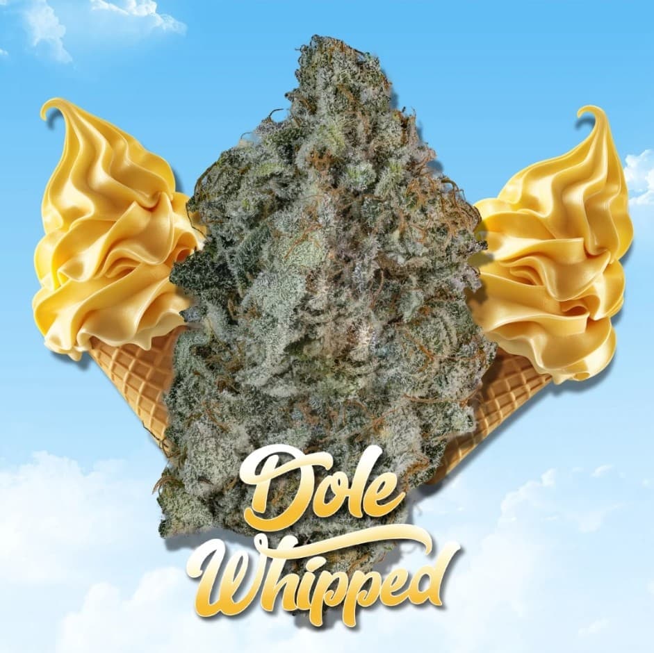 Stoner Village Shake Shelf Stoner Villiage Dole Whipped #17 (H)
