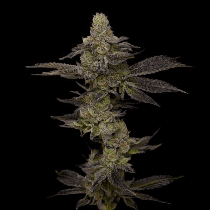 Good Chemistry Nurseries Runtz (H) - Bulk