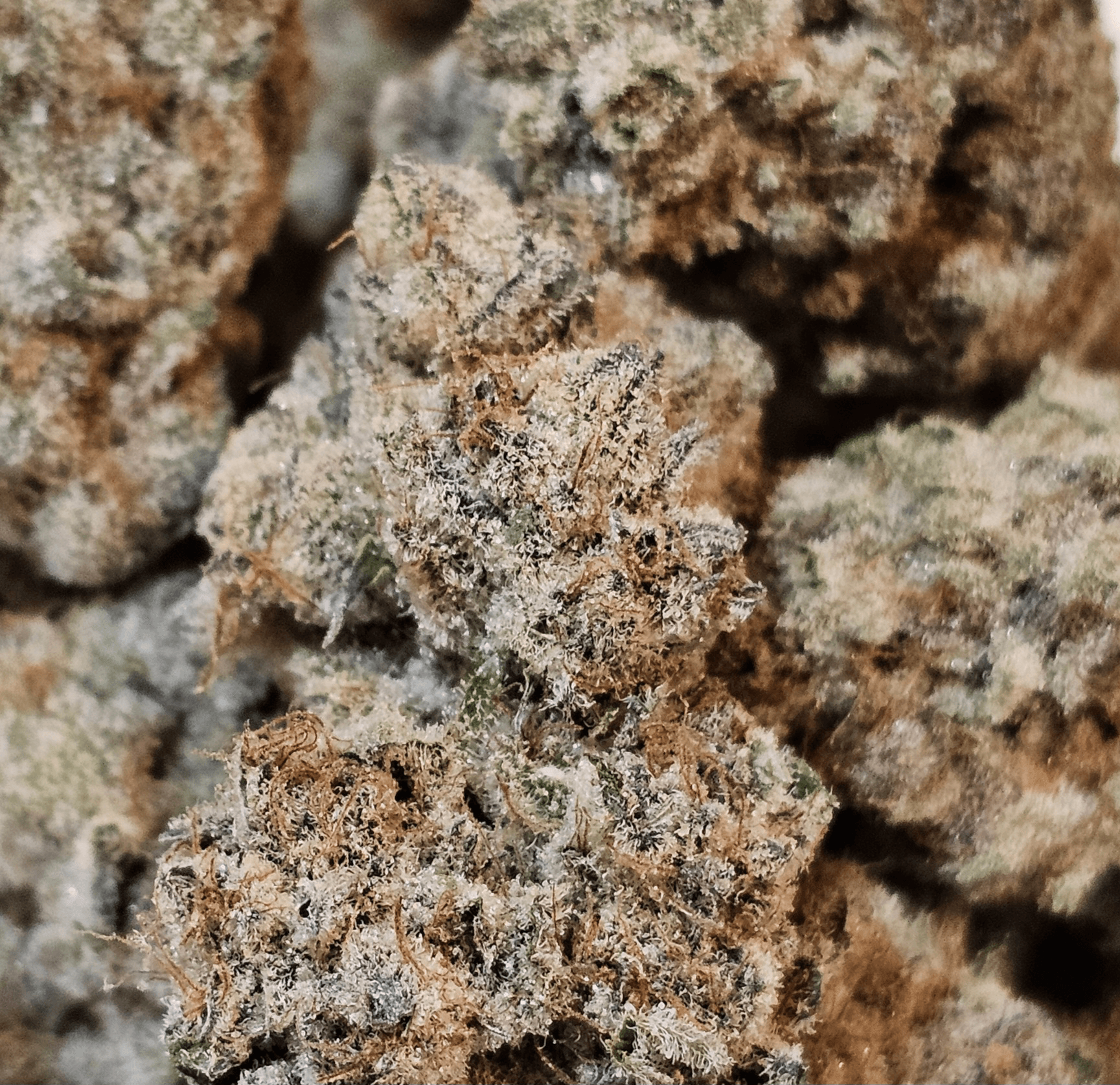 HQFarms Polar Xpress