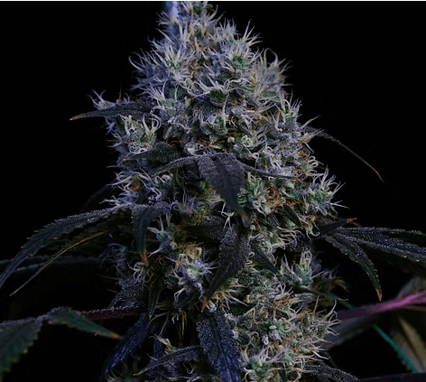 Glass Meadows Super Lemon Haze - Whole Flower - 3.5g Small Buds