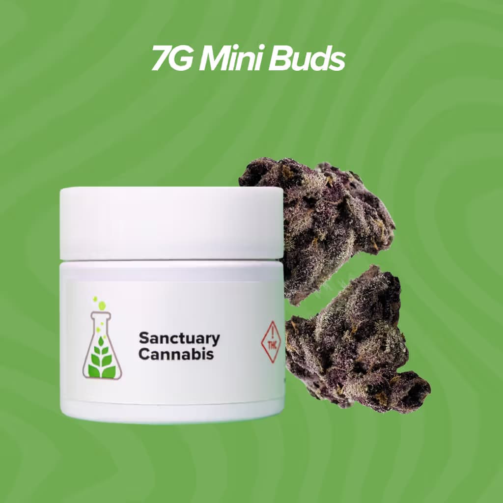 Sanctuary Cannabis Cherry Boof