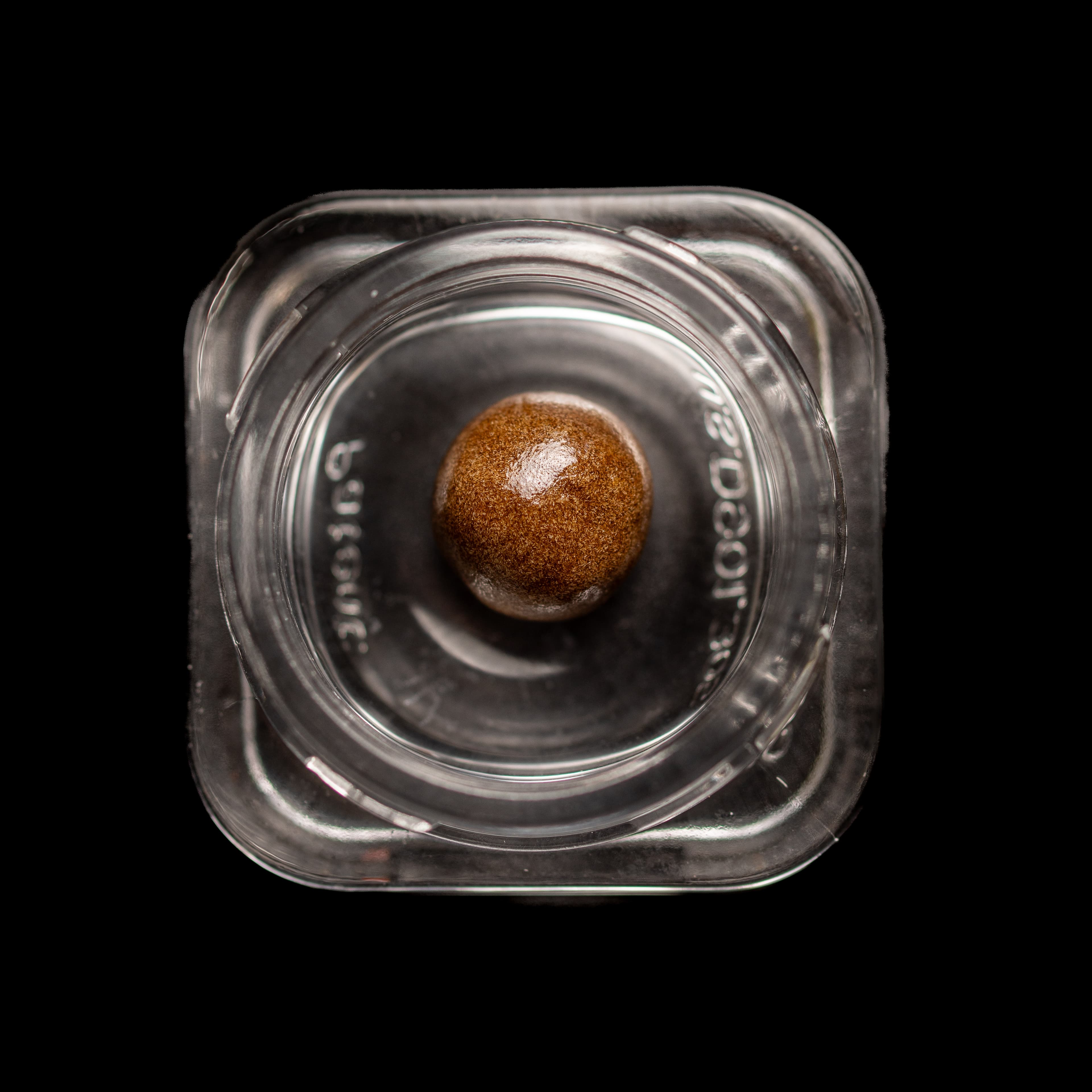 Jar Co. JAR Cured Traditional Hashish 1g - Wedding Pie