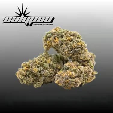 Calypso Star Flo Flower