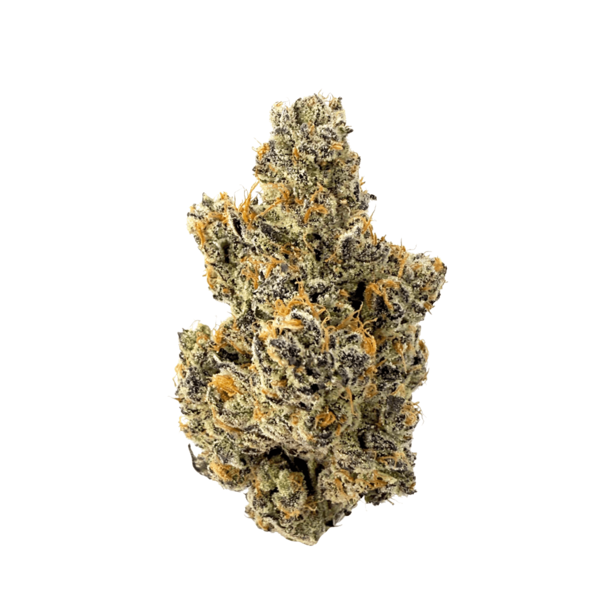 Rhize Mellowz | Rhize