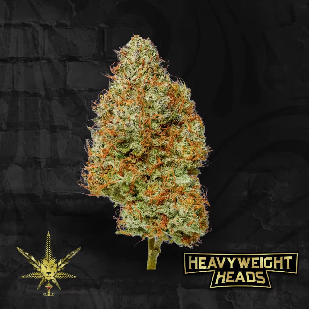 Heavyweight Heads Sunshine x Reaper (21.6% THC)