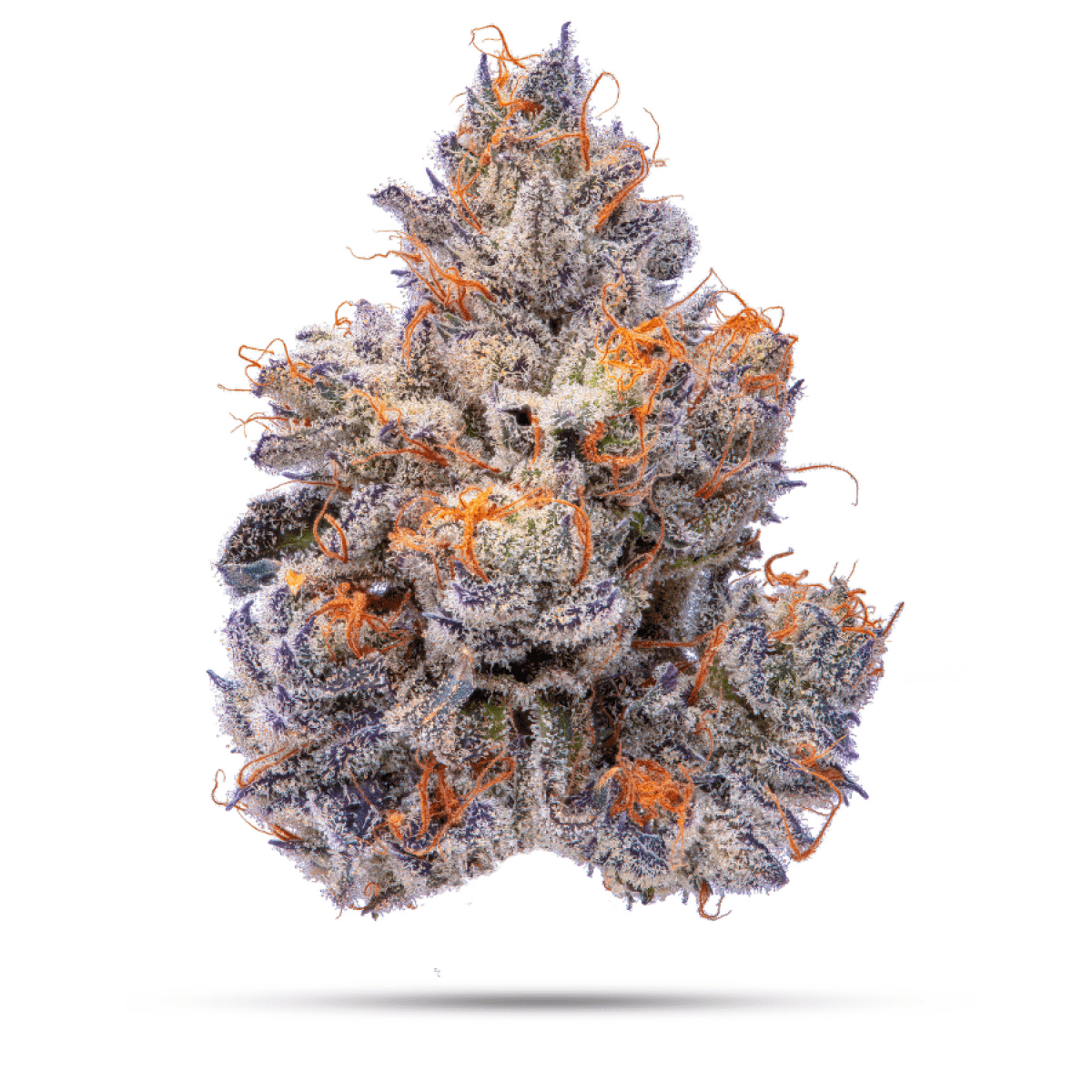 Constellation Boston Cappy - Hybrid - 14g