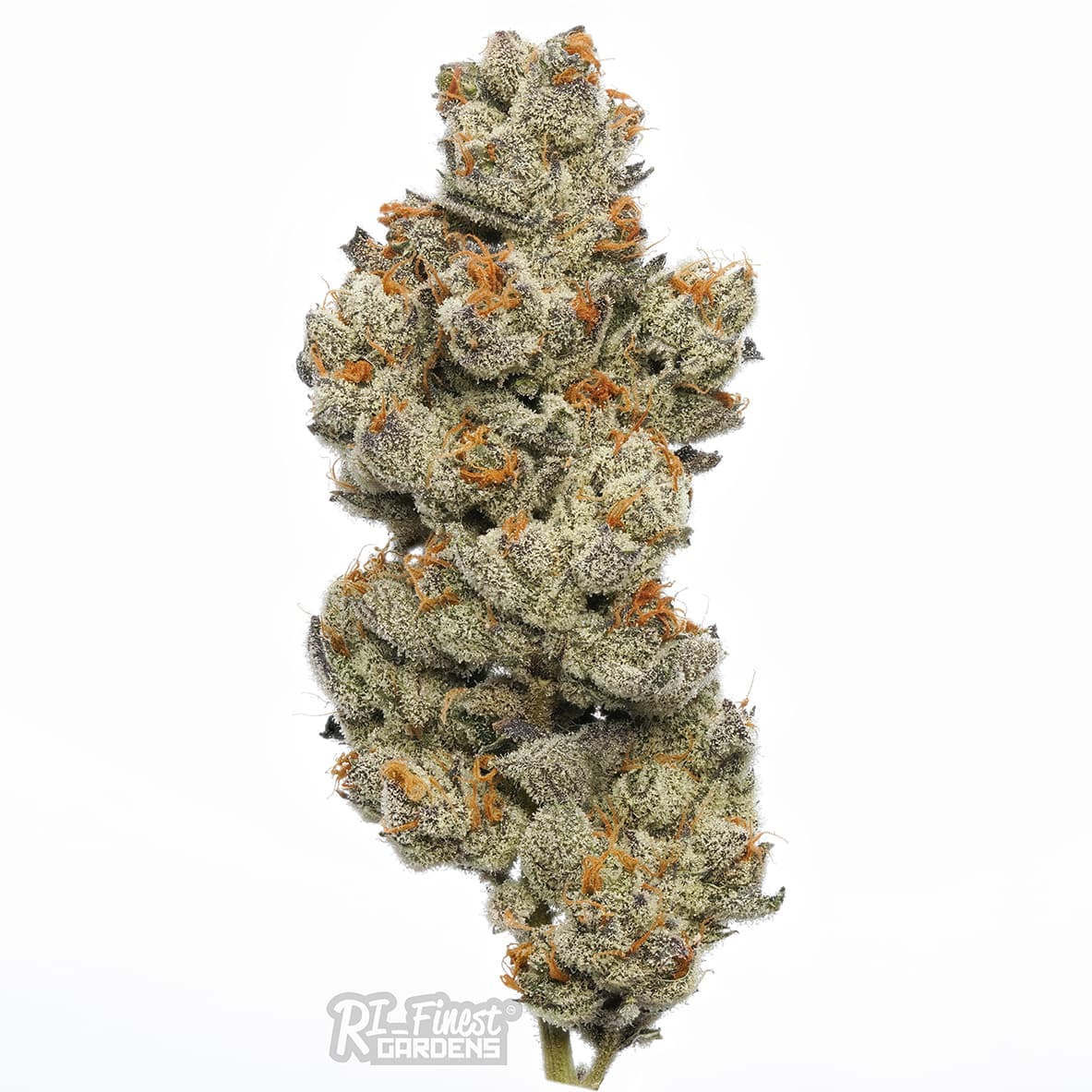 RI Finest Gardens P.B. Gelato | Premium | Deli Flower