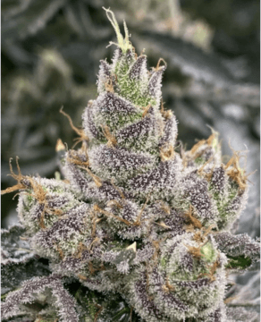 Firefly Organics