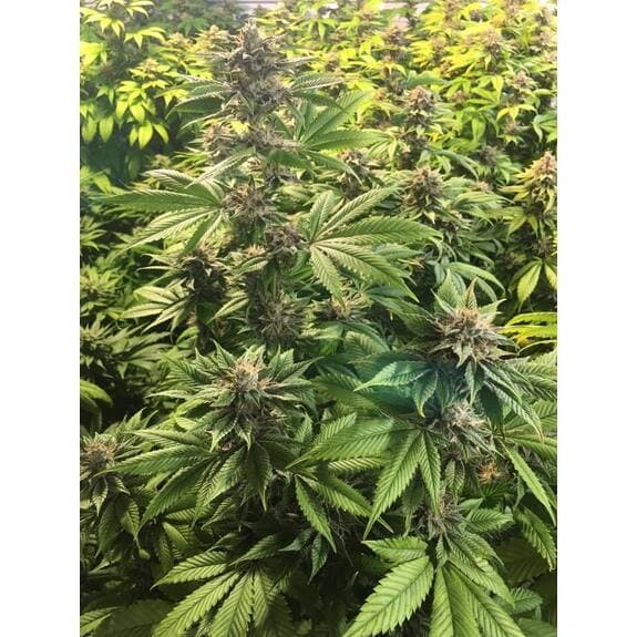 Premier Cannabis Premier Cannabis Flower Petrochem 3.5g