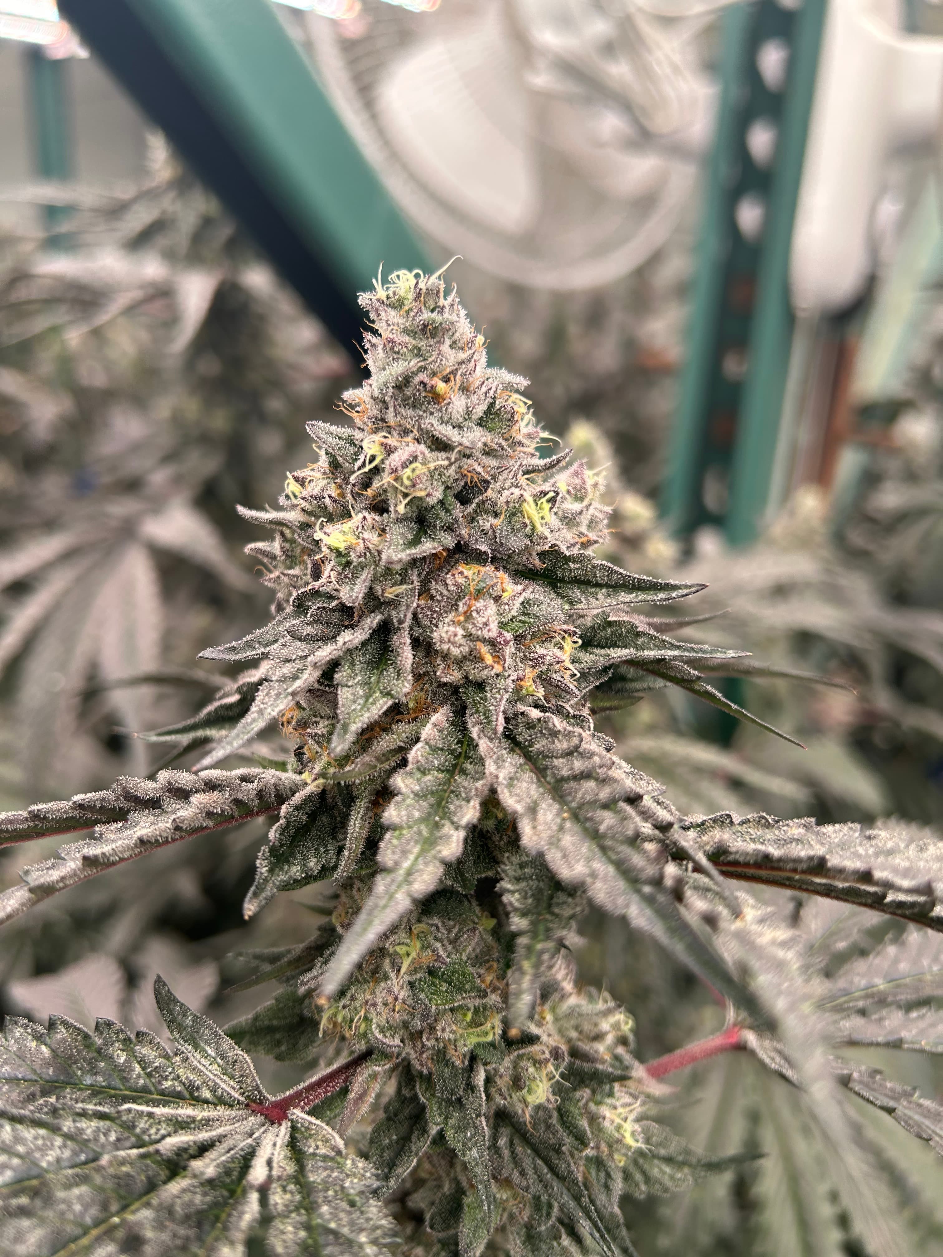 OG FARMS OG Gardens - Baked Alaska (25.86%) - 1g